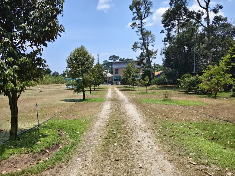 A gravel track across the open lawn towards the main building